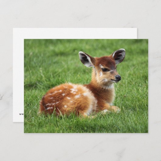 Carte Postale Baby Antelope (Devant / Derrière)