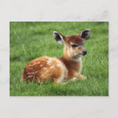 Carte Postale Baby Antelope (Devant)