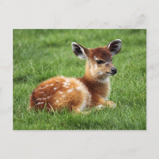 Carte Postale Baby Antelope (Devant)