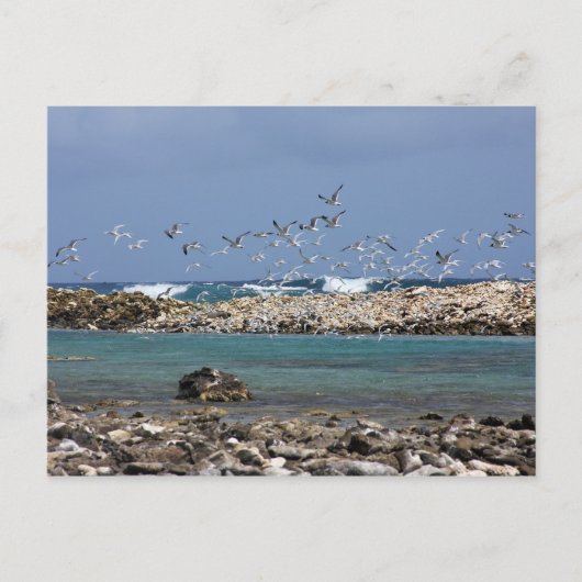 Carte Postale Baby Beach (Devant)