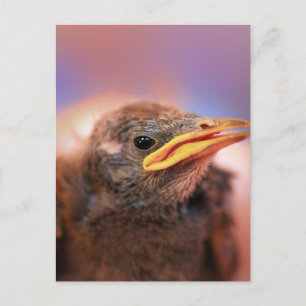 Carte Postale Baby Bird