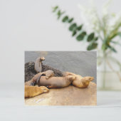 Carte Postale Baby California Sea Lions (Debout devant)