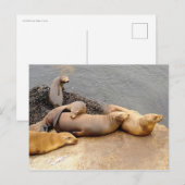Carte Postale Baby California Sea Lions (Devant / Derrière)