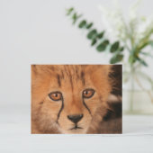 Carte postale Baby Cheetah (Debout devant)