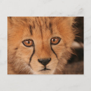 Carte postale Baby Cheetah