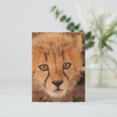 Carte postale Baby Cheetah (Debout devant)