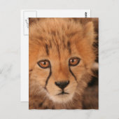 Carte postale Baby Cheetah (Devant / Derrière)