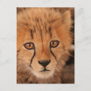 Carte postale Baby Cheetah