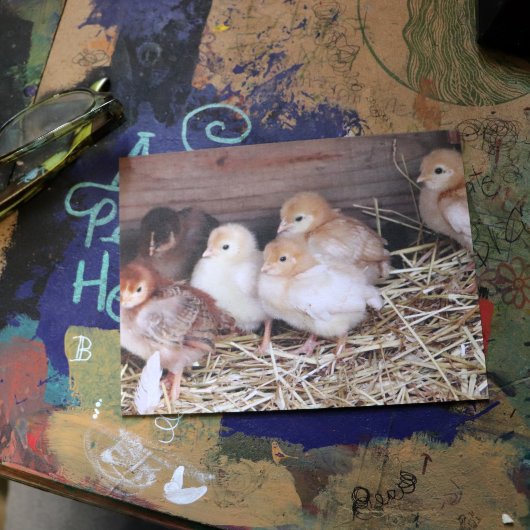 Carte Postale Baby Chickens photos de ferme de poussins mignons