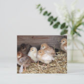 Carte Postale Baby Chickens photos de ferme de poussins mignons (Debout devant)
