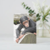 Carte postale Baby Chimp (Debout devant)