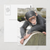 Carte postale Baby Chimp (Devant / Derrière)