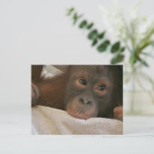 Carte postale Baby Chimp (Debout devant)