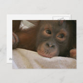 Carte postale Baby Chimp (Devant / Derrière)