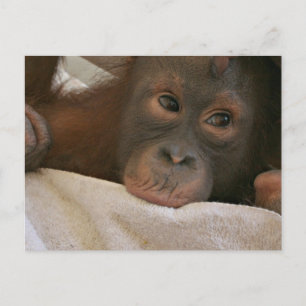 Carte postale Baby Chimp