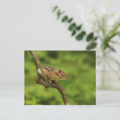 Carte Postale Baby Chipmunk dans un arbre (Debout devant)