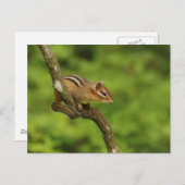 Carte Postale Baby Chipmunk dans un arbre (Devant / Derrière)