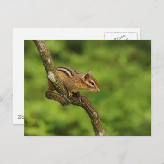 Carte Postale Baby Chipmunk dans un arbre (Devant / Derrière)