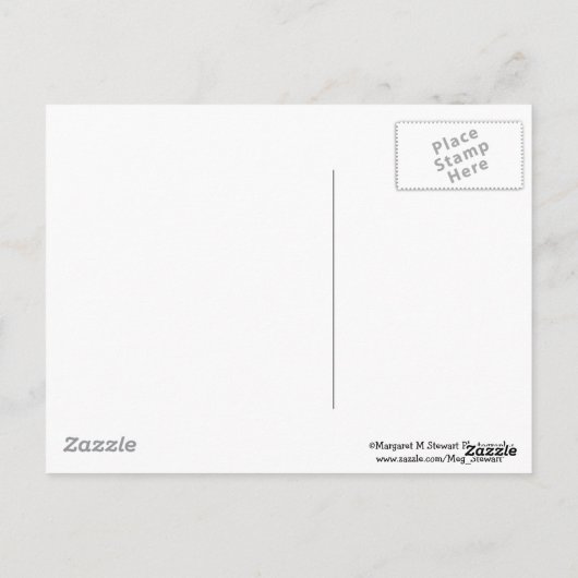 Carte Postale Baby Chipmunk dans un arbre (Dos)