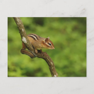 Carte Postale Baby Chipmunk dans un arbre