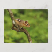 Carte Postale Baby Chipmunk dans un arbre (Devant)
