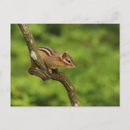 Carte Postale Baby Chipmunk dans un arbre (Devant)