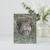 Carte Postale Baby Chipmunk Squished Together (Debout devant)