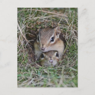 Carte Postale Baby Chipmunk Squished Together