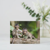 Carte Postale Baby Crab-Eating Macaques Playing on a Branch (Debout devant)