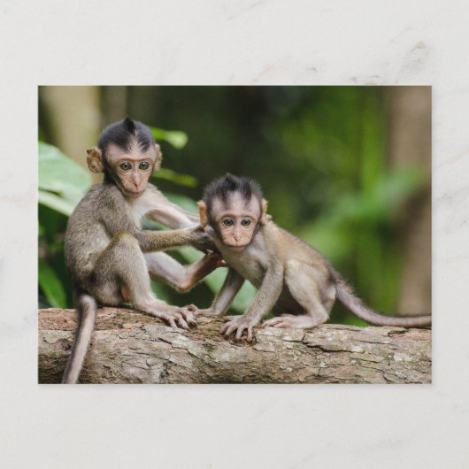 Carte Postale Baby Crab-Eating Macaques Playing on a Branch (Devant)