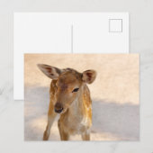 Carte Postale Baby Deer (Devant / Derrière)