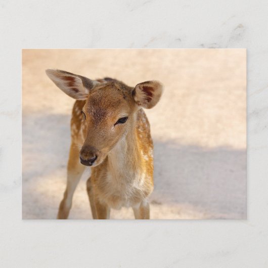 Carte Postale Baby Deer (Devant)