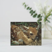 Carte postale Baby Deer (Debout devant)