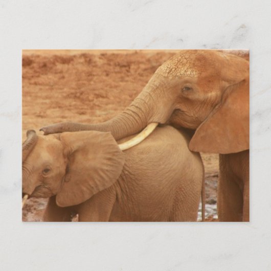 Carte postale Baby Elephant (Devant)