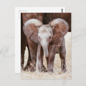 Carte Postale Baby Elephant mignon Eléphant africain avec maman (Devant / Derrière)