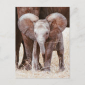 Carte Postale Baby Elephant mignon Eléphant africain avec maman (Devant)