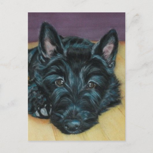 Carte Postale 'Baby Em' - Chiot écossais (Devant)