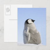 Carte Postale Baby Empereur Penguin, île de Snow Hill (Devant / Derrière)