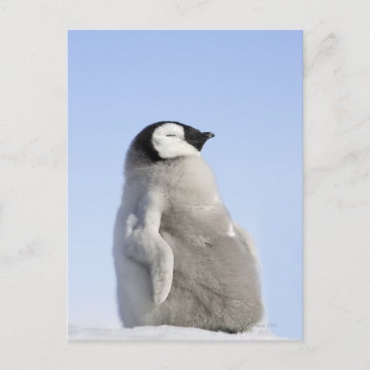 Carte Postale Baby Empereur Penguin, île de Snow Hill (Devant)