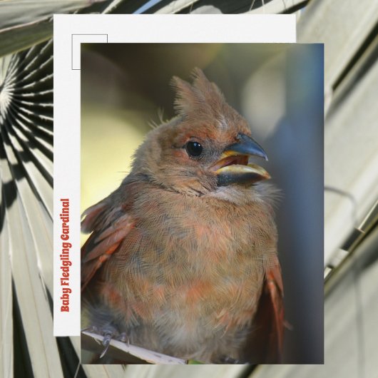 Carte Postale Baby Fledgling Cardinal mignonne Faune Photographi