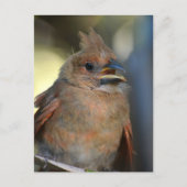 Carte Postale Baby Fledgling Cardinal mignonne Faune Photographi (Devant)