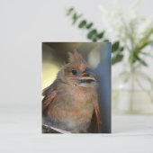 Carte Postale Baby Fledgling Cardinal mignonne Faune Photographi (Debout devant)