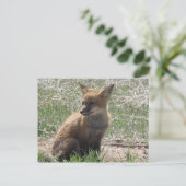 Carte Postale baby fox 01 (Debout devant)