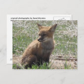 Carte Postale baby fox 01 (Devant / Derrière)