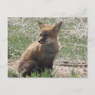 Carte Postale baby fox 01