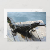 Carte Postale Baby Gator (Devant / Derrière)