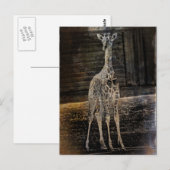 Carte Postale Baby Giraffe (Devant / Derrière)