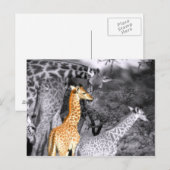 Carte Postale Baby Giraffe (Devant / Derrière)