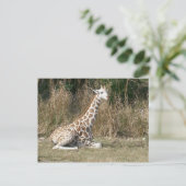 Carte Postale Baby Giraffe (Debout devant)