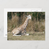 Carte Postale Baby Giraffe (Devant / Derrière)